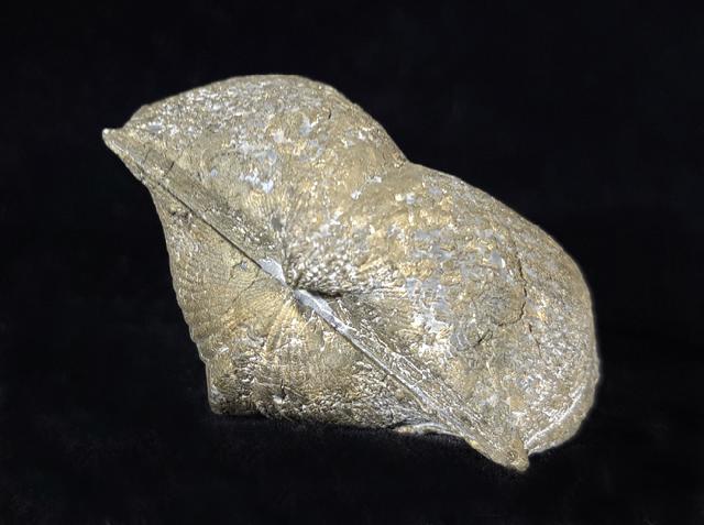 Paraspirifer bownockeri (STEWART 1927) - Bild © FossNet FossilienStore